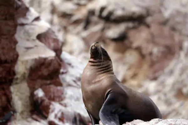 Seelöwe auf Felsen in Paracas, Peru, genießt die Sonne.