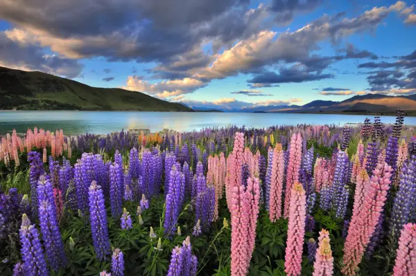 Wiesen voller Lupinen in Rosa und Lila am Seeufer. Das Wetter in Neuseeland im November ist oft sonnig mit dramatischen Wolken.